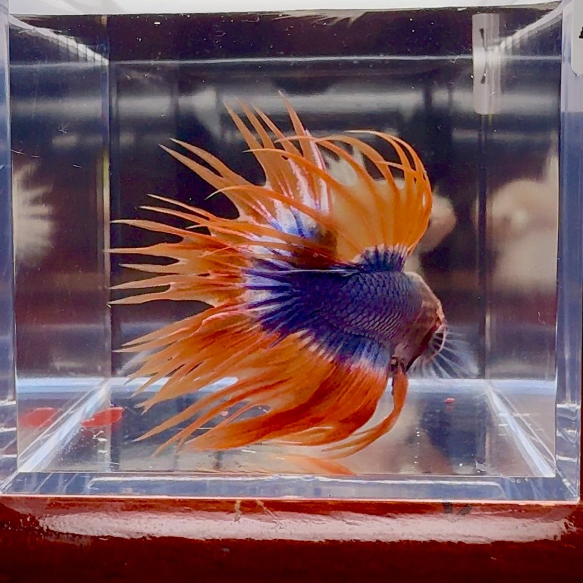 Mascot Orange Crowntail Halfmoon A109 - Male Betta