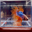 Mascot Orange Crowntail Halfmoon A109 - Male Betta