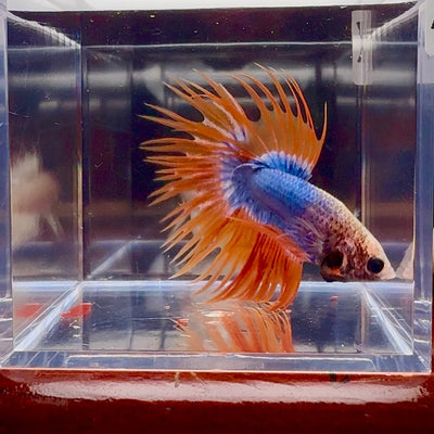 Mascot Orange Crowntail Halfmoon A109 - Male Betta