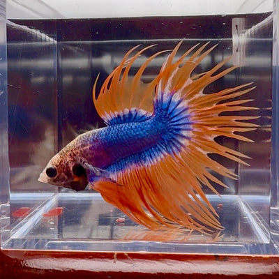 Mascot Orange Crowntail Halfmoon A109 - Male Betta