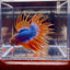 Mascot Orange Crowntail Halfmoon A109 - Male Betta