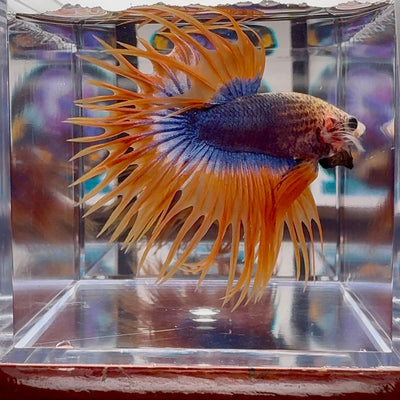 Mascot Orange Crowntail Halfmoon A110 - Male Betta