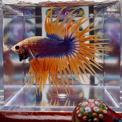 Mascot Orange Crowntail Halfmoon A110 - Male Betta
