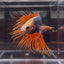 Mascot Orange Crowntail Halfmoon A144 - Male Betta