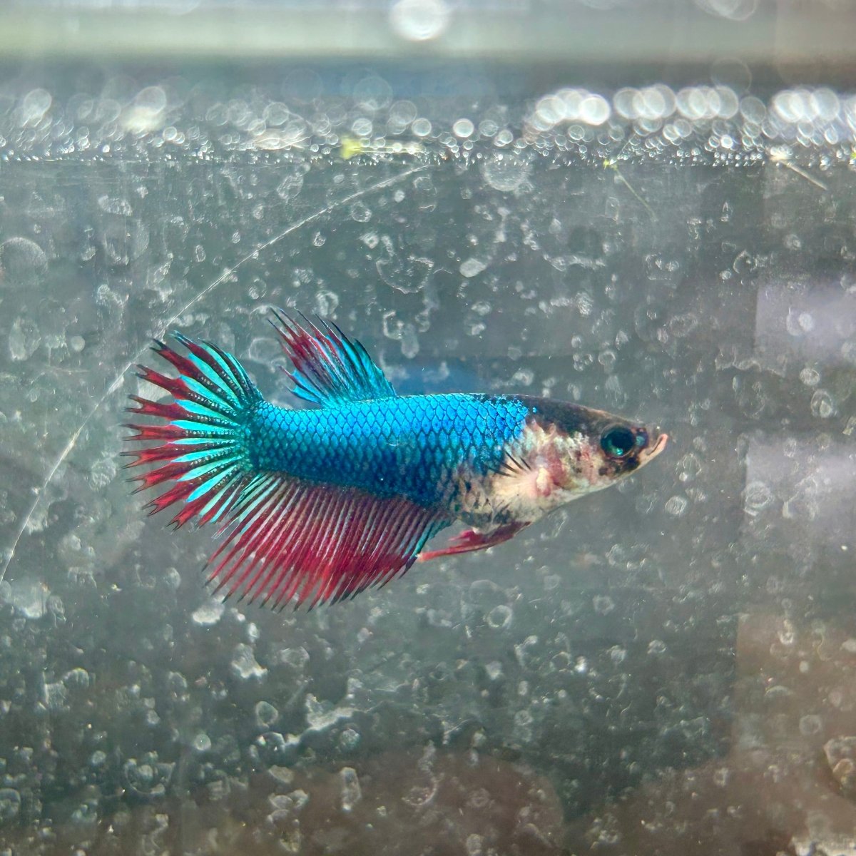 Mascot Red Crowntail - Female Betta 138