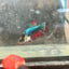 Mascot Red Crowntail - Female Betta 138