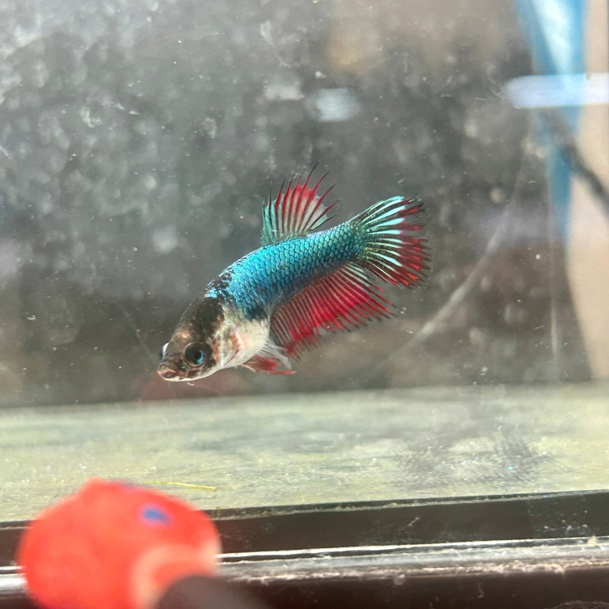 Mascot Red Crowntail - Female Betta 138