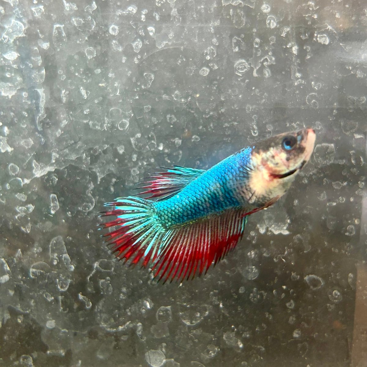 Mascot Red Crowntail - Female Betta 138