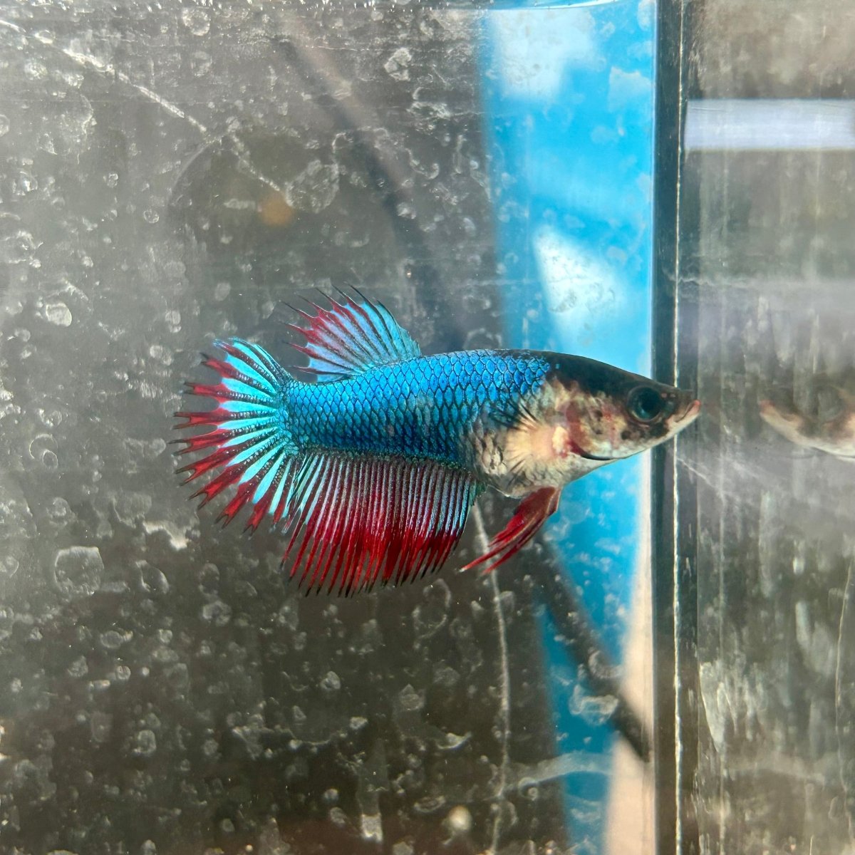 Mascot Red Crowntail - Female Betta 138