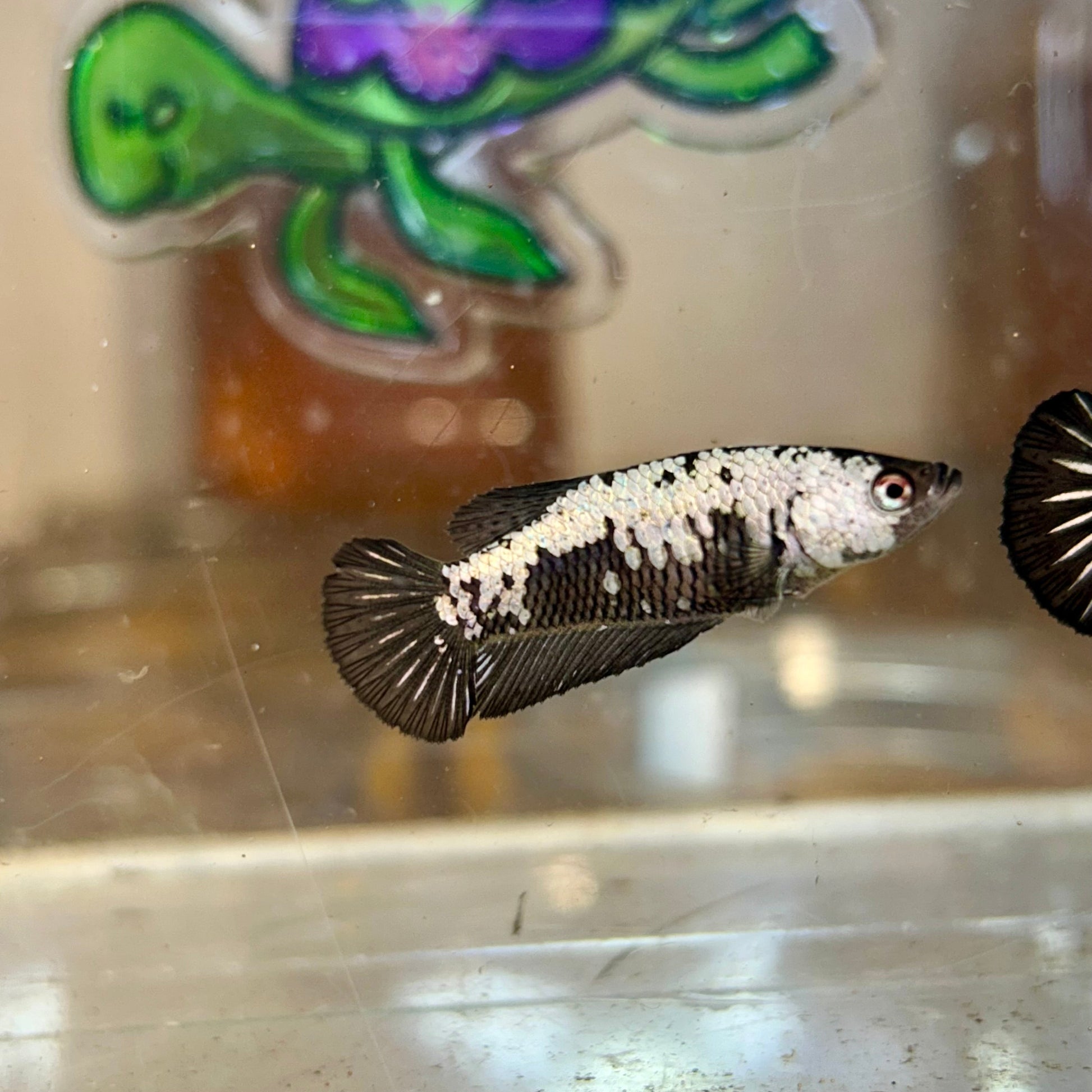 Masked Black Samurai Plakat - Female betta Breeder Grade 95