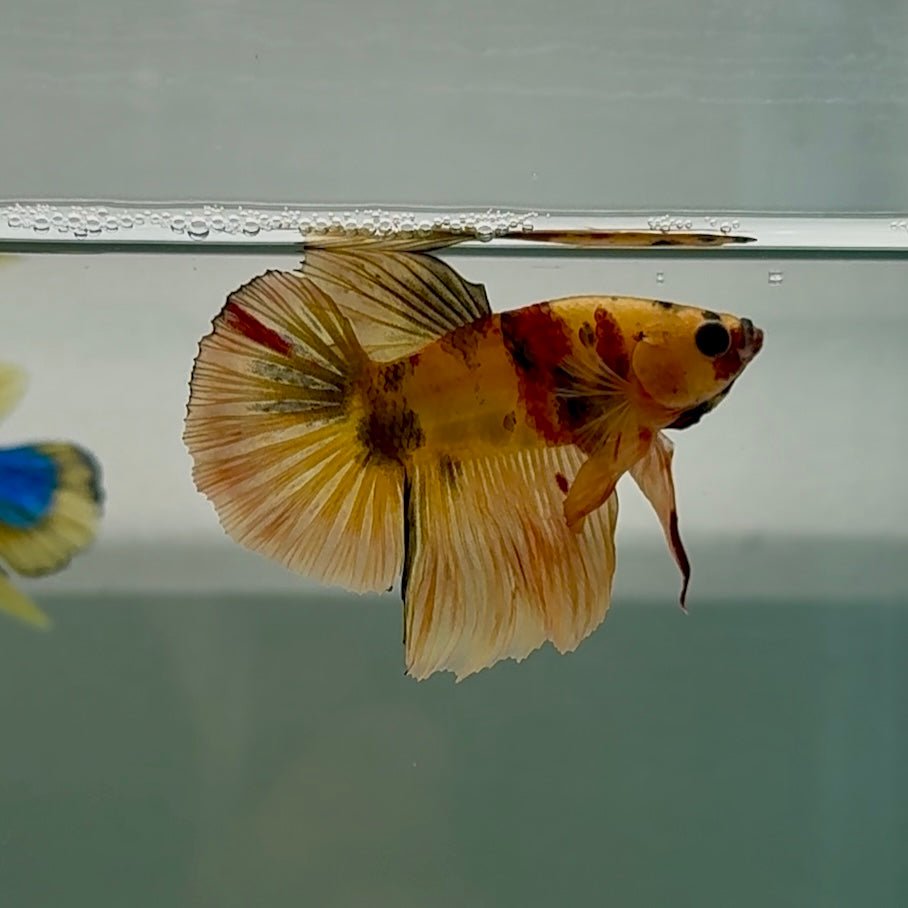 Medium Halfmoon Nemo Classic Male Betta #Se26