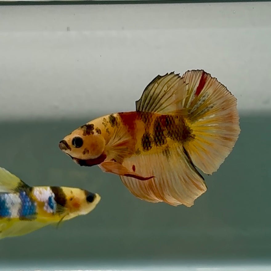 Medium Halfmoon Nemo Classic Male Betta #Se26 Live Betta Fish Male betta