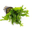 Microsorum Pteropus Java Fern 'Windelov'