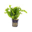 Microsorum Pteropus Java Fern 'Windelov'