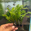 Microsorum Pteropus Java Fern 'Windelov' Live Aquarium Plant On Napad justfishything