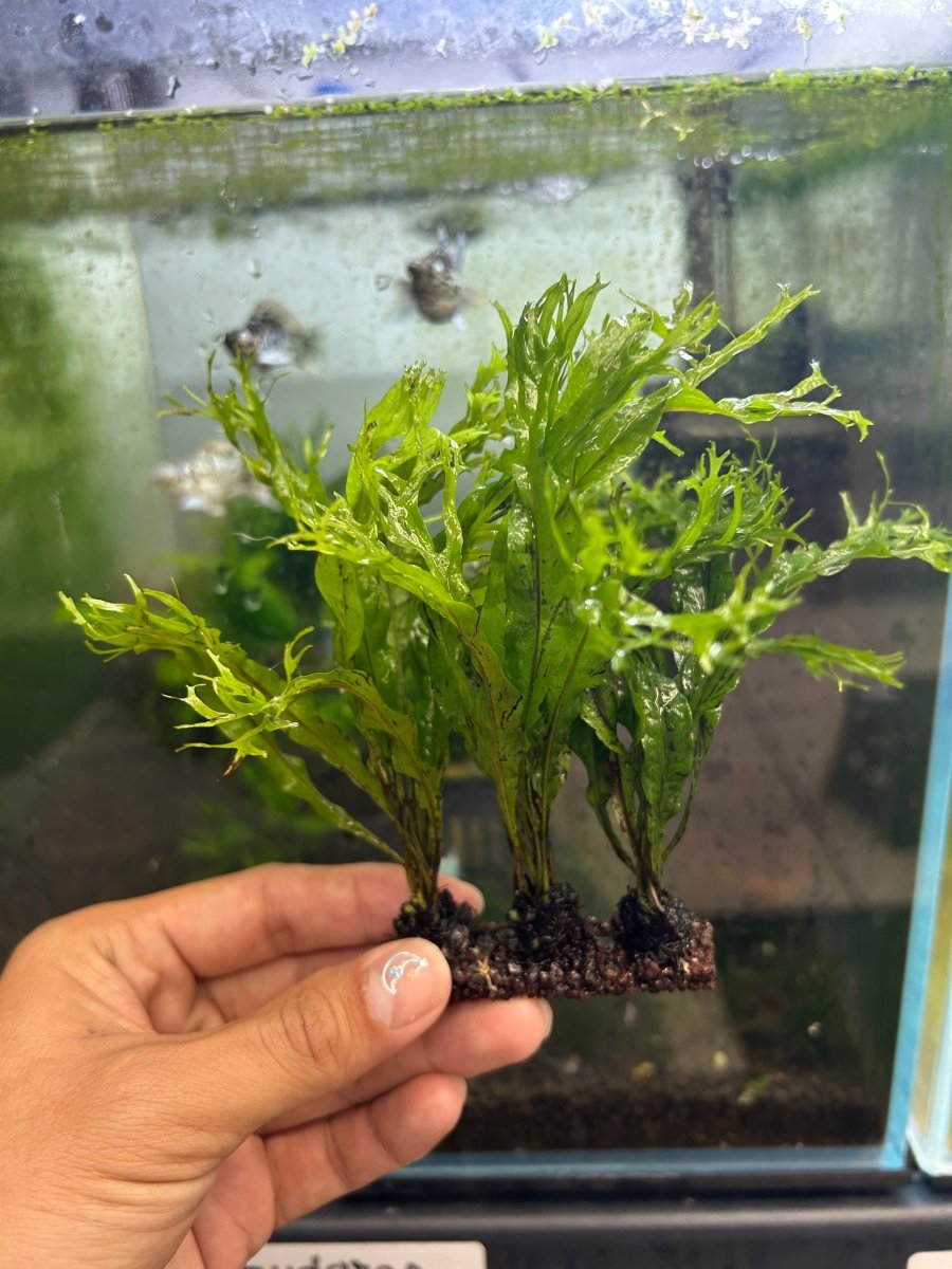 Microsorum Pteropus Java Fern 'Windelov' Live Aquarium Plant On Napad justfishything