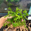 Microsorum Pteropus Java Fern 'Windelov' Live Aquarium Plant On Napad justfishything
