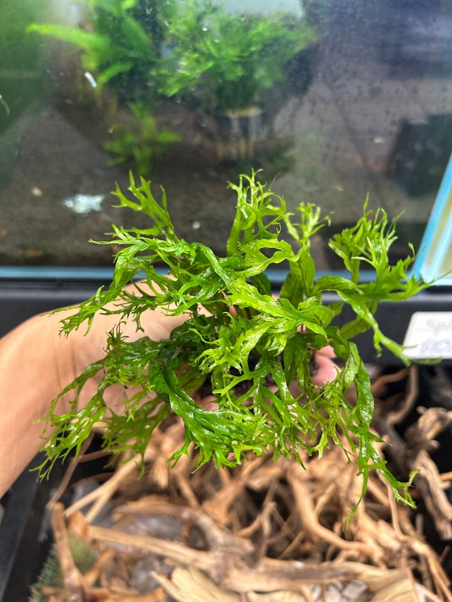 Microsorum Pteropus Java Fern 'Windelov' Live Aquarium Plant On Napad justfishything