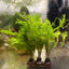 Microsorum Pteropus Java Fern 'Windelov' Live Aquarium Plant Potted justfishything