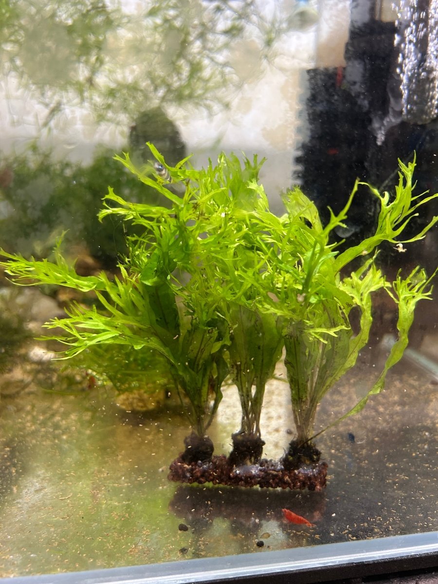 Microsorum Pteropus Java Fern 'Windelov' Live Aquarium Plant Potted justfishything