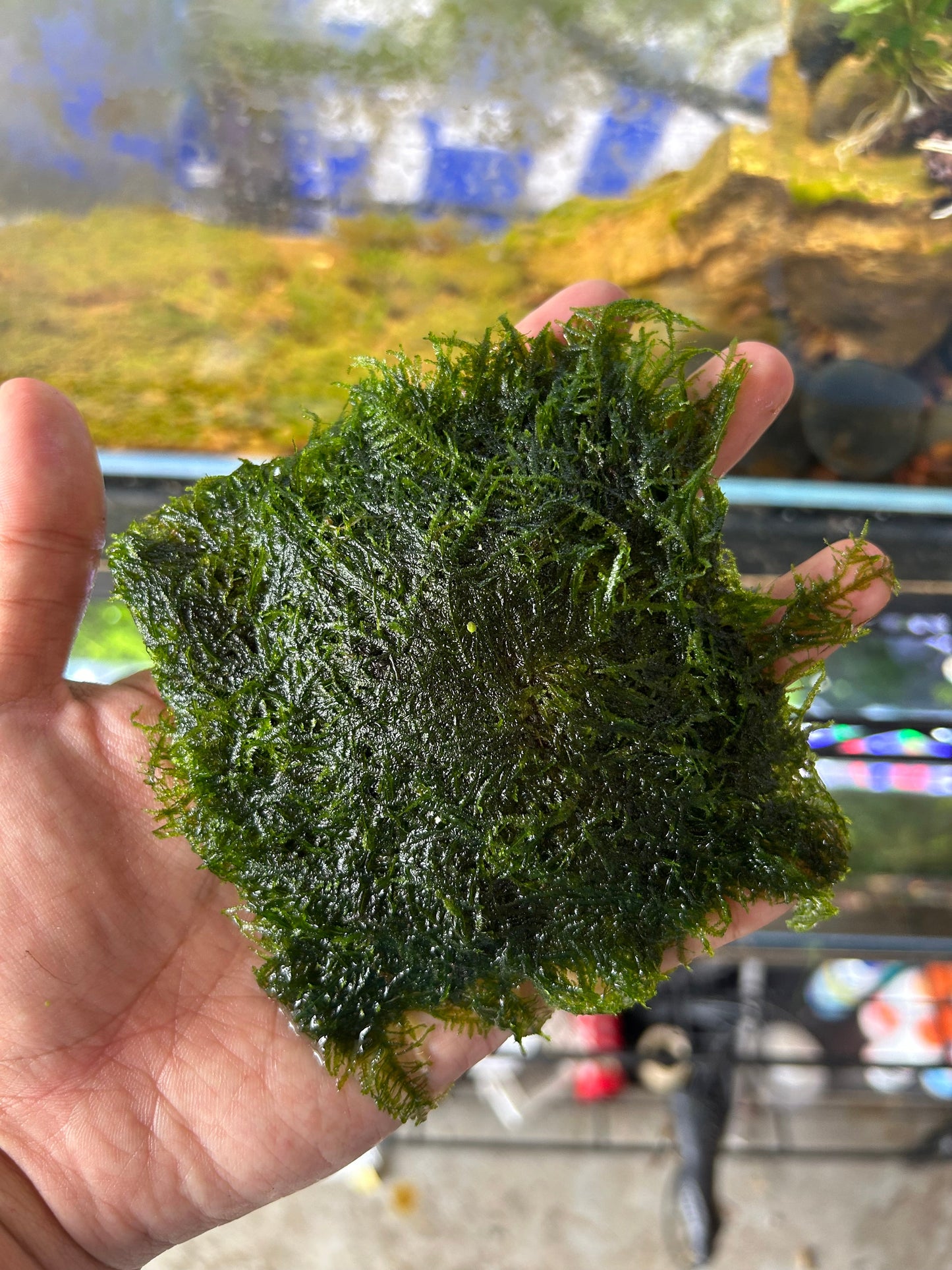 Mini Spinky Moss Pad