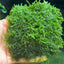 Mini Taiwan Moss