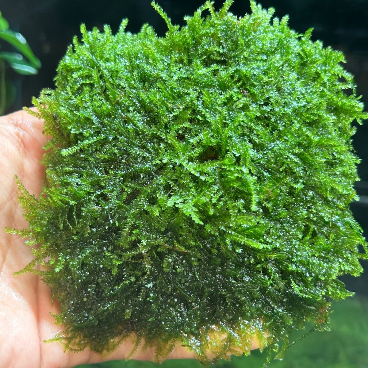 Mini Taiwan Moss - Free Ship