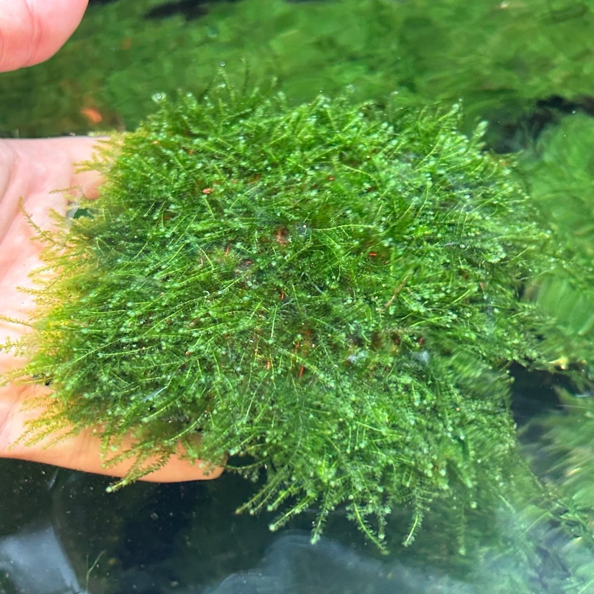 Mini Taiwan Moss - Free Ship