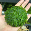 Mini Taiwan Moss Dome - Free Ship - BUY 3 GET 1 FREE