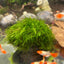 Mini Taiwan Moss Dome - Free Ship - BUY 3 GET 1 FREE