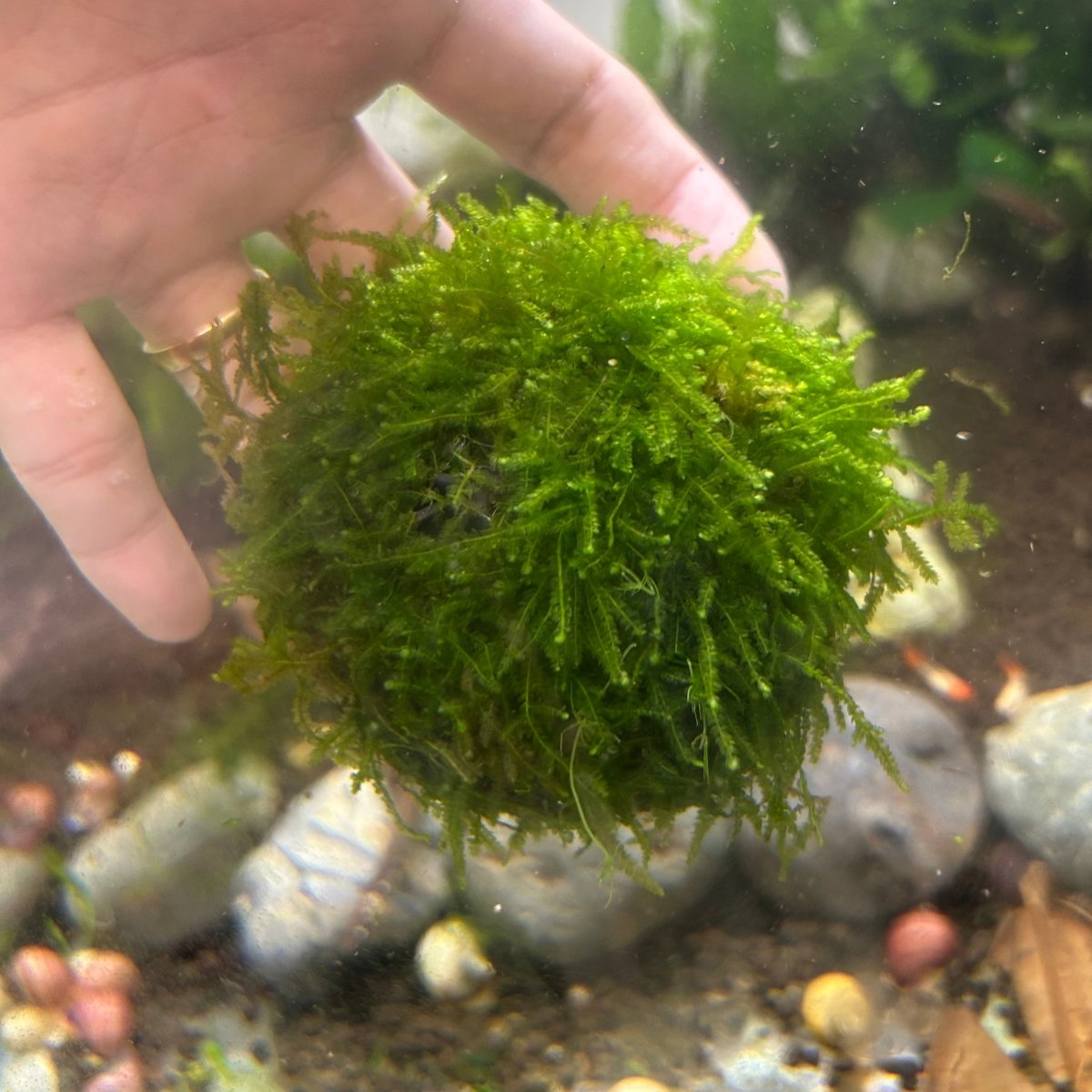 Mini Taiwan Moss Dome - Free Ship - BUY 3 GET 1 FREE