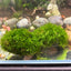 Mini Taiwan Moss Dome - Free Ship - BUY 3 GET 1 FREE