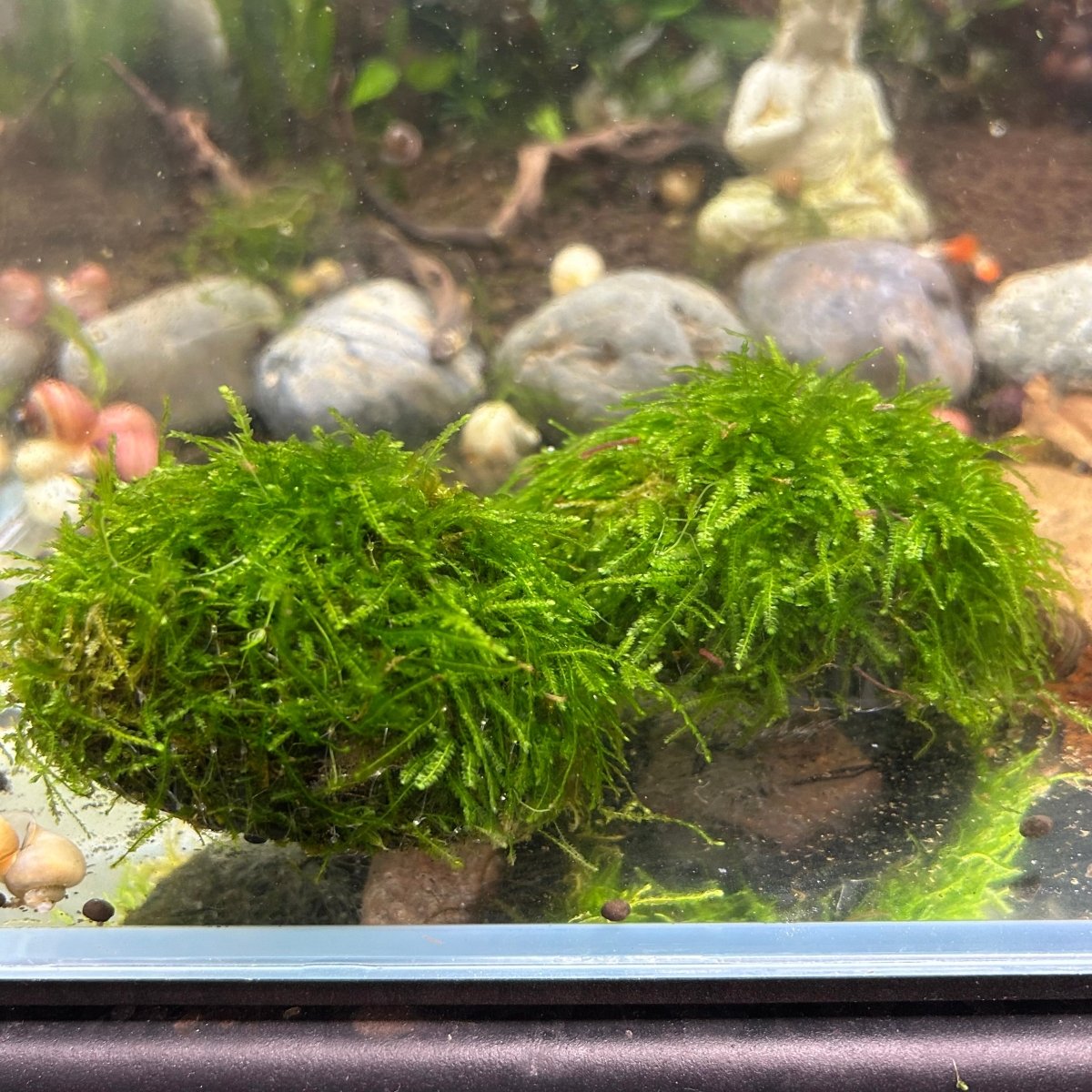 Mini Taiwan Moss Dome - Free Ship - BUY 3 GET 1 FREE