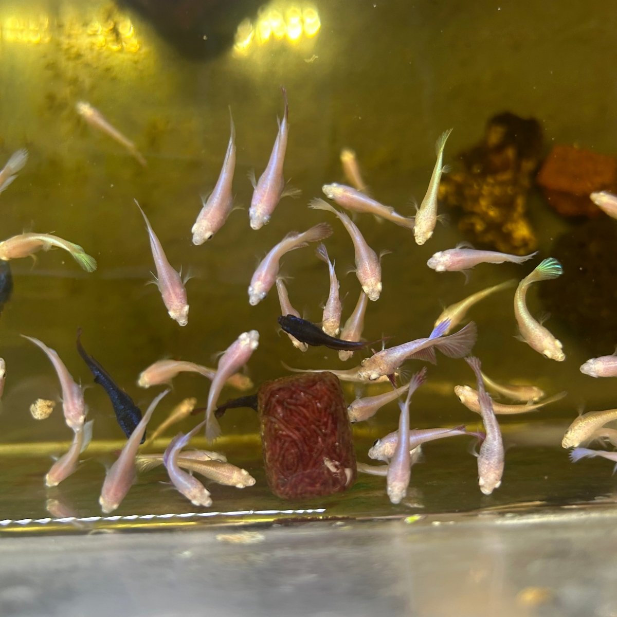 Mixed Baby Betta Purple Pink Halfmoon and Crowntail