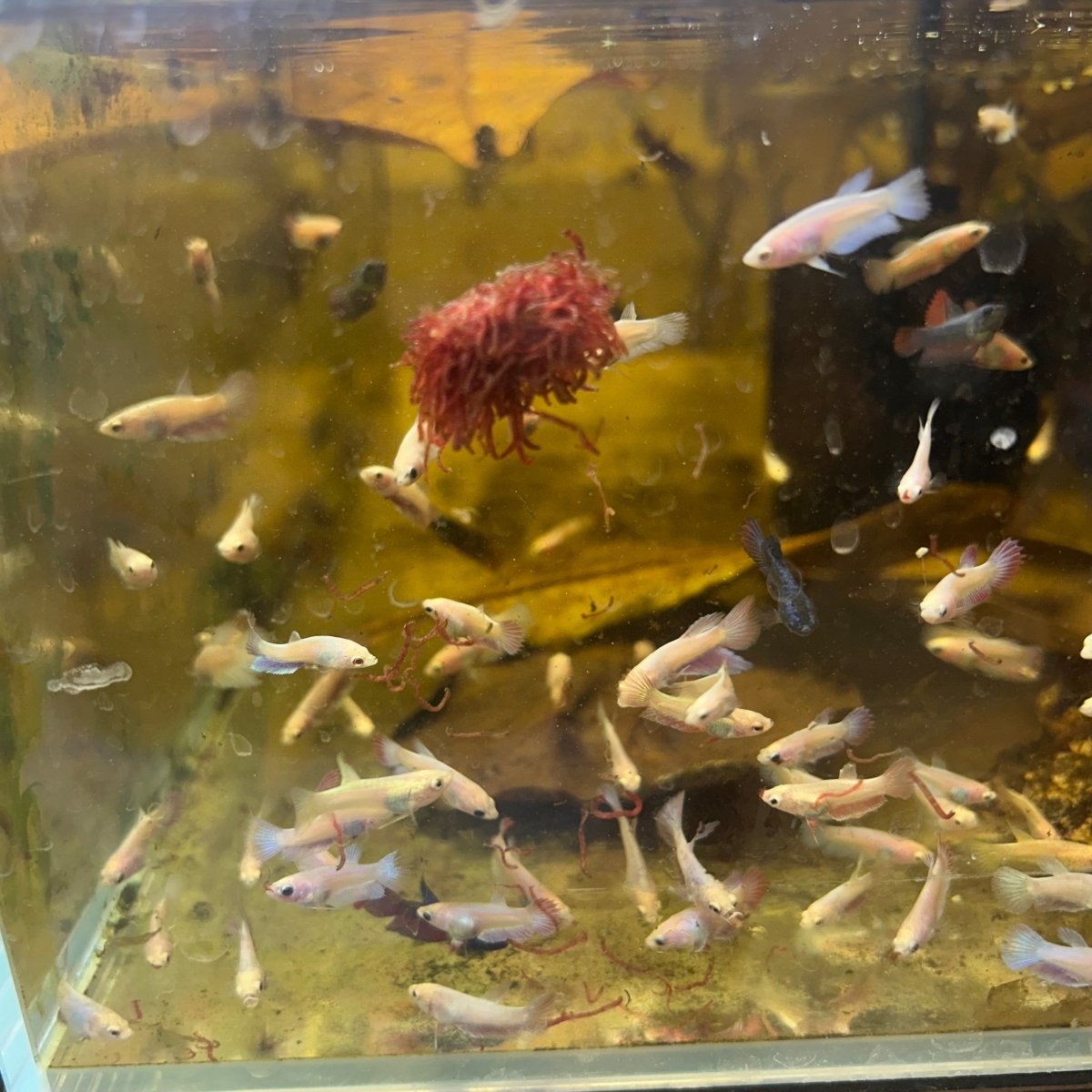 Mixed Baby Betta Purple Pink Halfmoon and Crowntail
