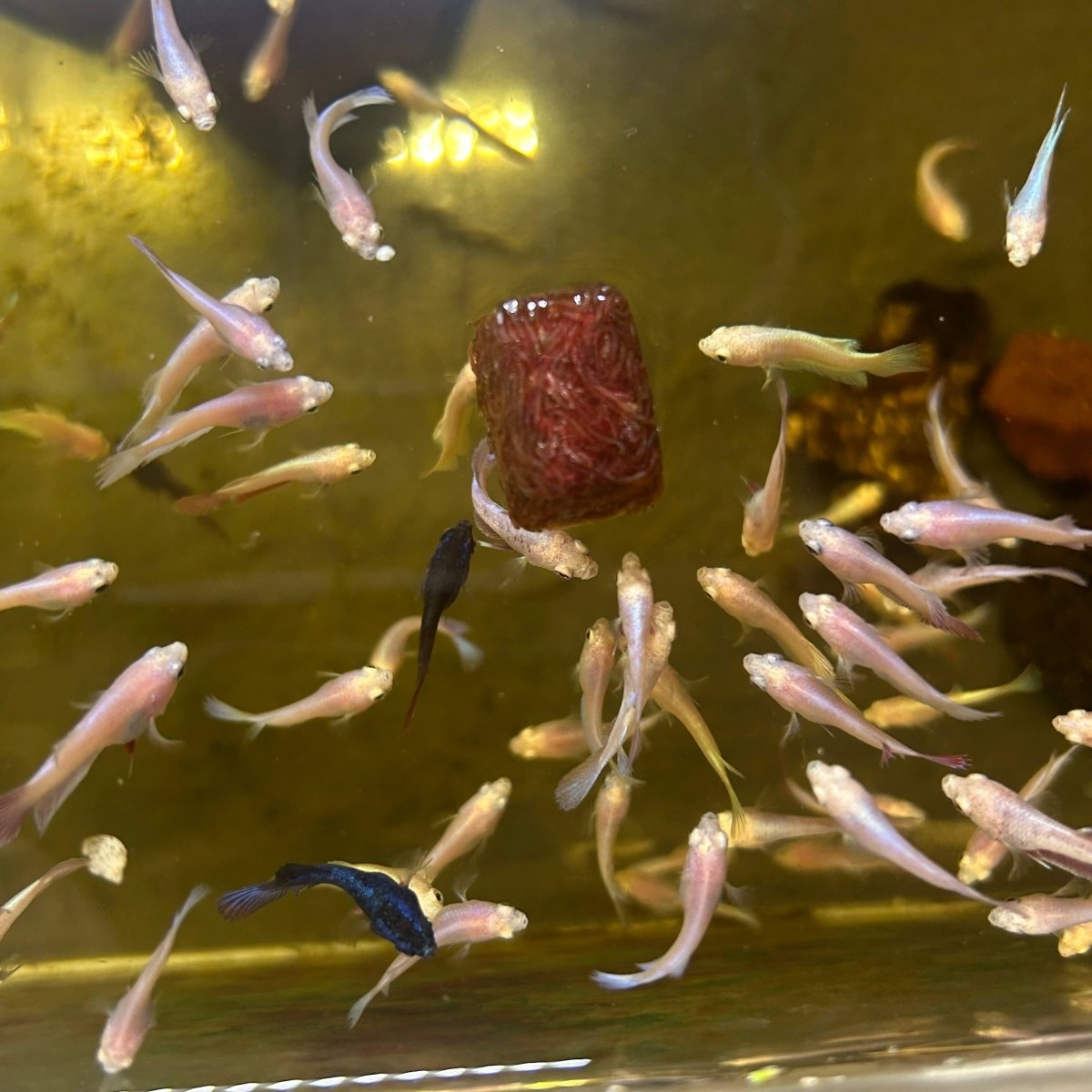 Mixed Baby Betta Purple Pink Halfmoon and Crowntail