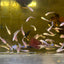 Mixed Baby Betta Purple Pink Halfmoon and Crowntail