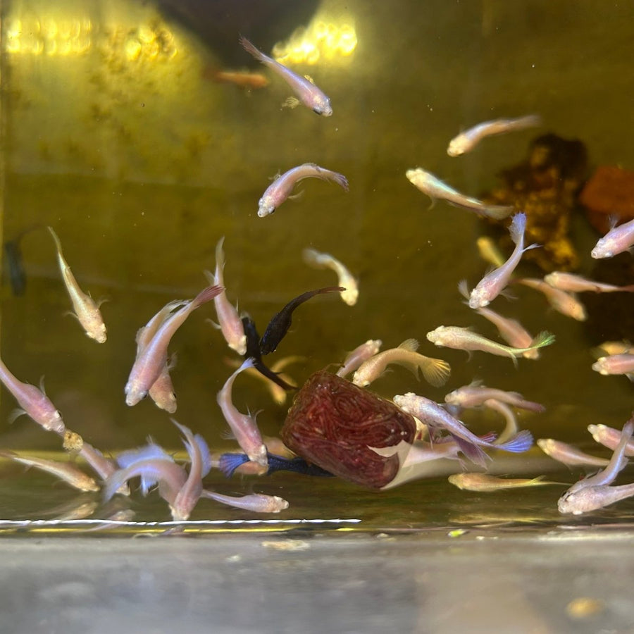 Mixed Baby Betta Purple Pink Halfmoon and Crowntail