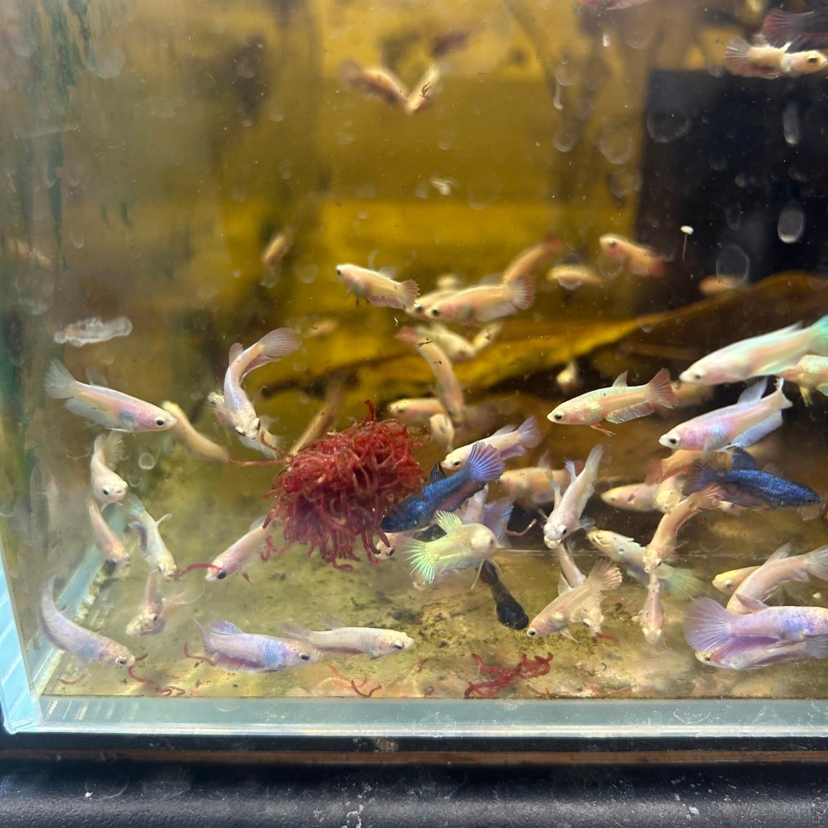 Mixed Baby Betta Purple Pink Halfmoon and Crowntail