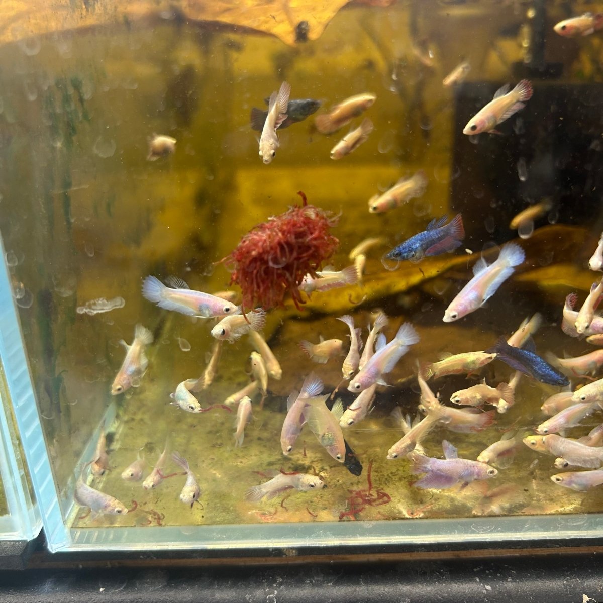 Mixed Baby Betta Purple Pink Halfmoon and Crowntail