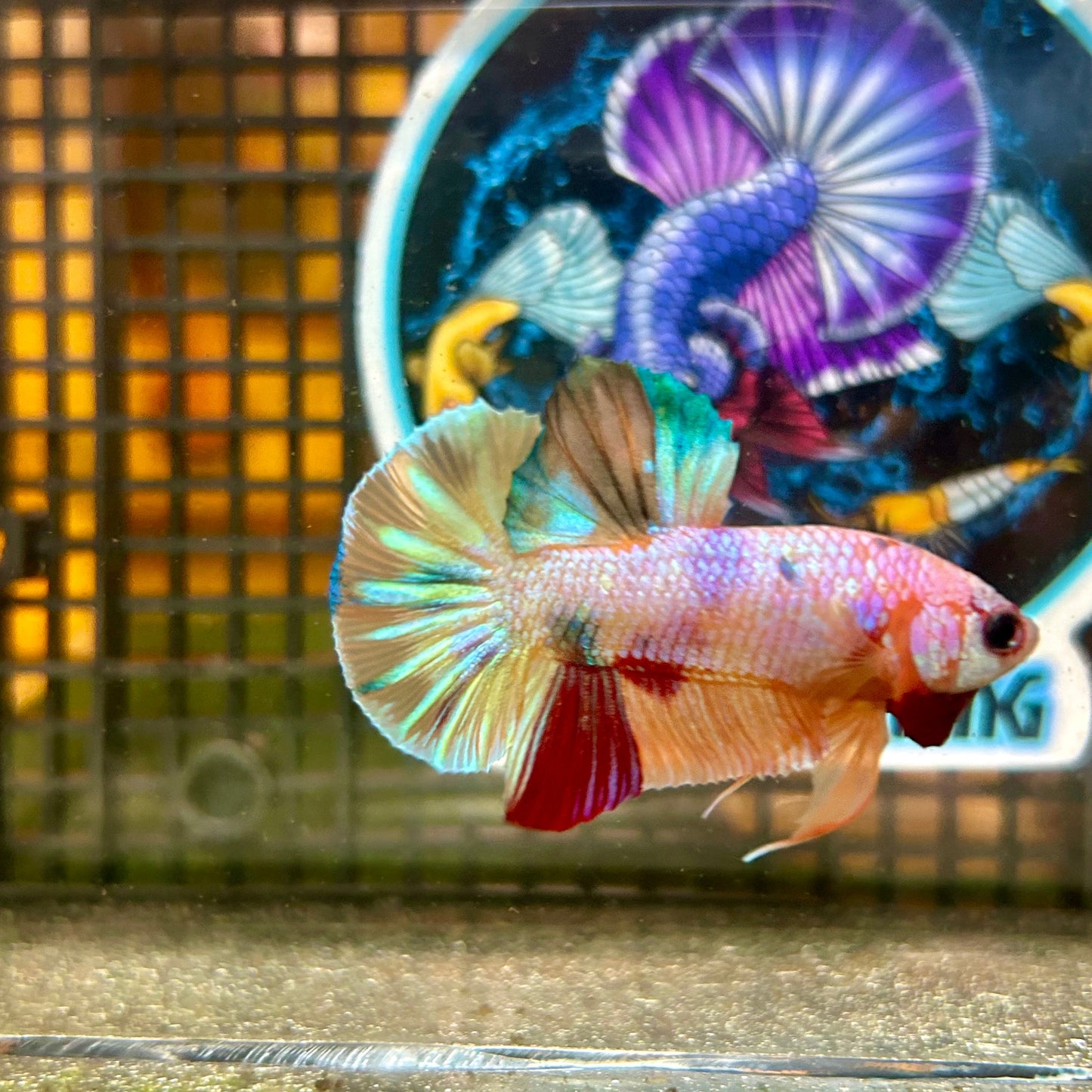 Multicolor Galaxy Metallic Plakat - Male Betta 018