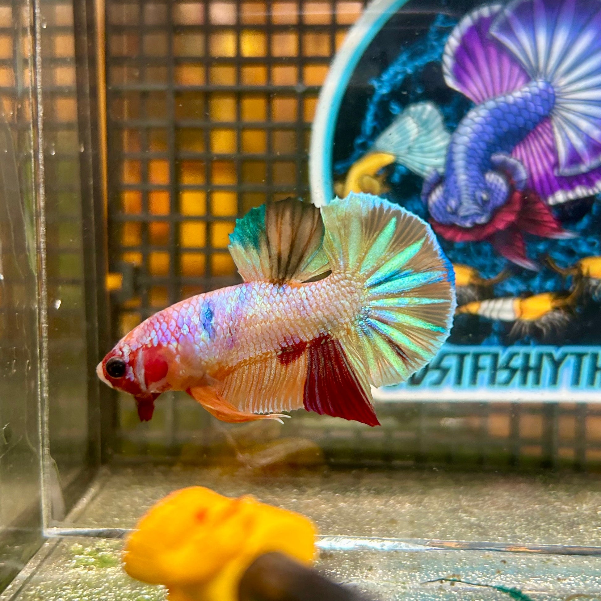 Multicolor Galaxy Metallic Plakat - Male Betta 018