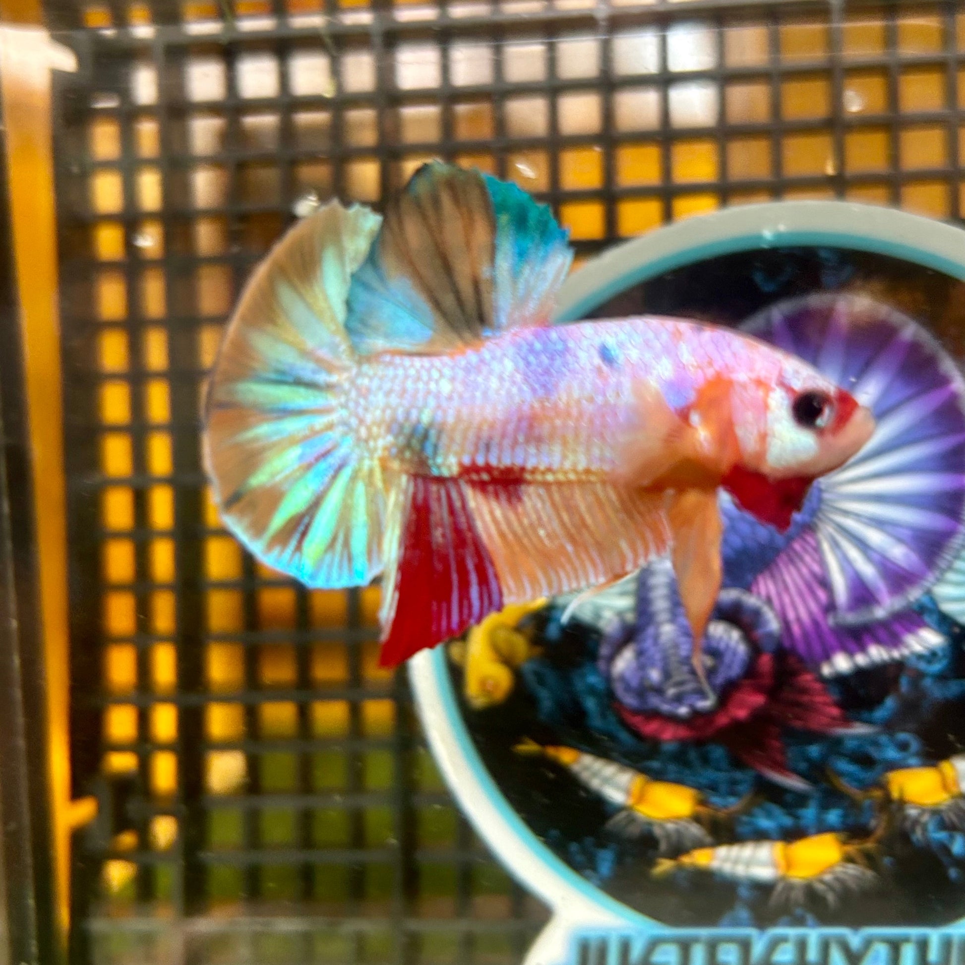 Multicolor Galaxy Metallic Plakat - Male Betta 018