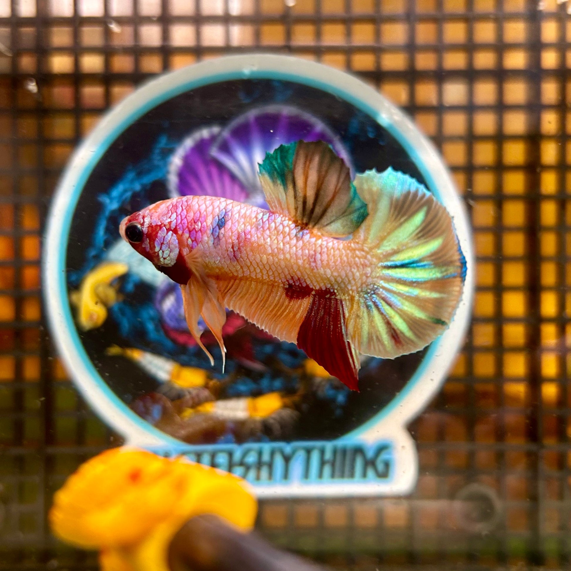 Multicolor Galaxy Metallic Plakat - Male Betta 018