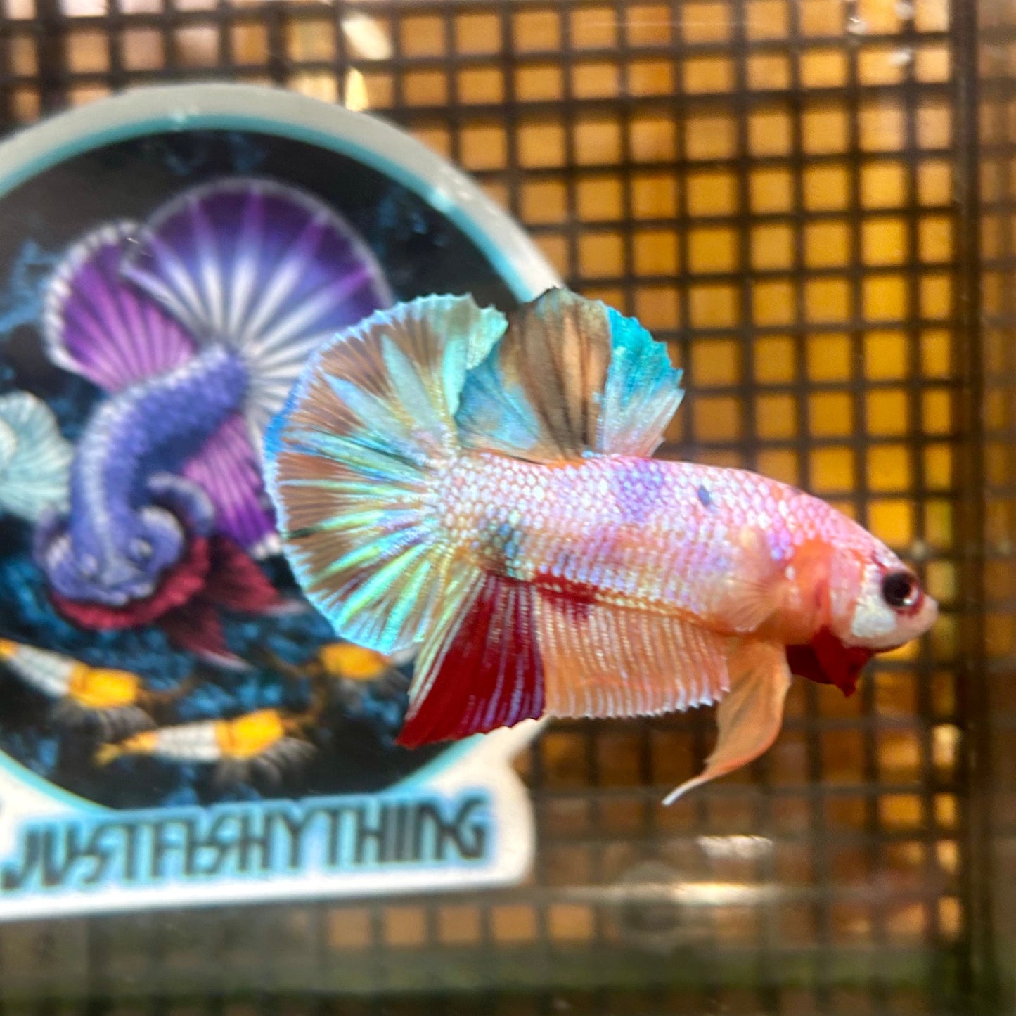 Multicolor Galaxy Metallic Plakat - Male Betta 018