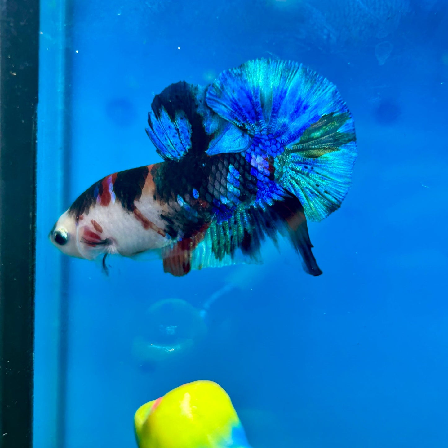 Multicolor Galaxy Plakat - Male Betta 112