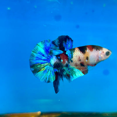 Multicolor Galaxy Plakat - Male Betta 112