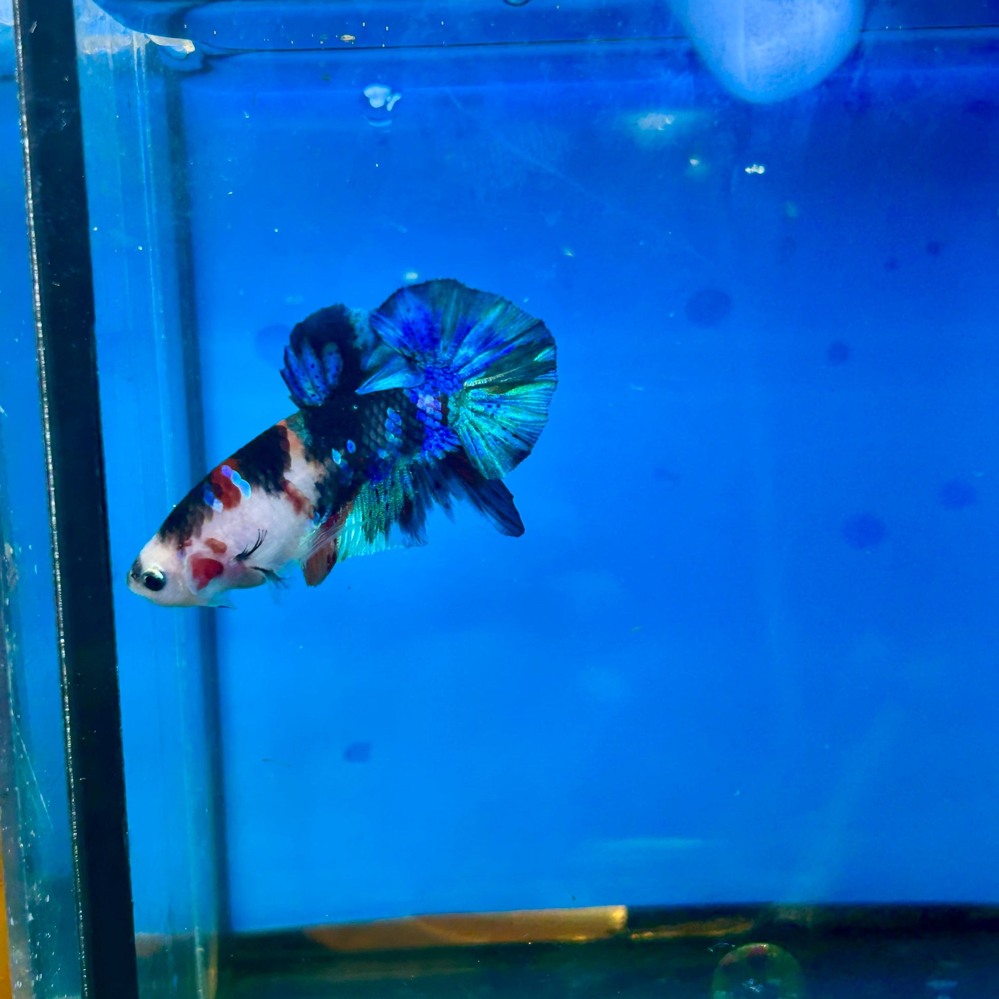 Multicolor Galaxy Plakat - Male Betta 112