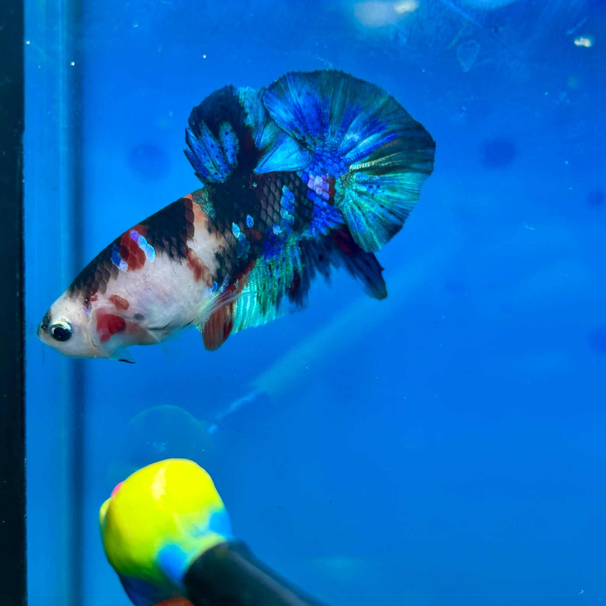 Multicolor Galaxy Plakat - Male Betta 112