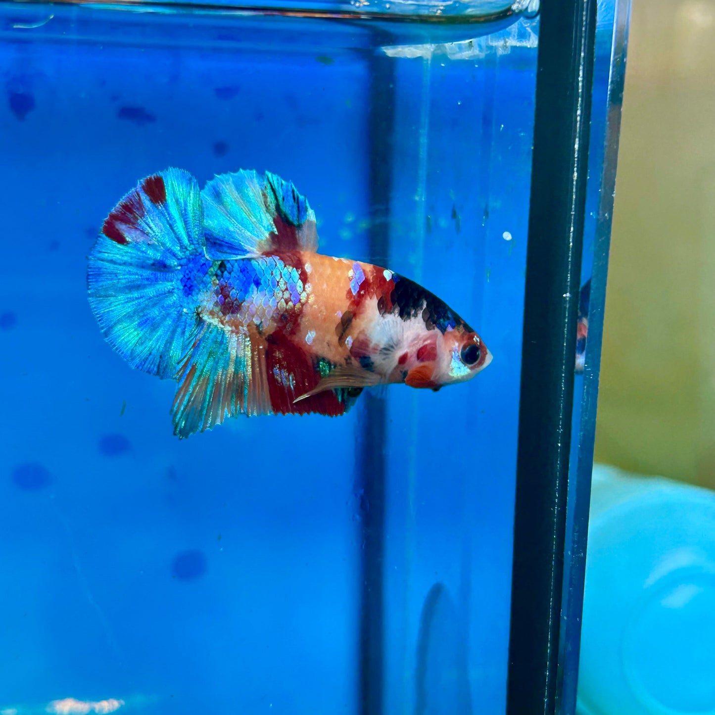 Multicolor Galaxy Plakat - Male Betta 127